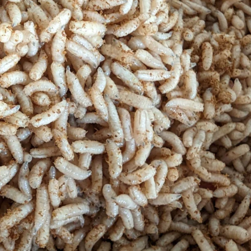 Fresh Cod Maggots Live MaggotsCoarse Bait - Bennett's Bait & Tackle